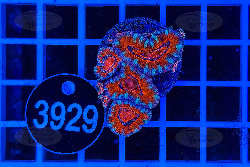 Acanthastrea lordhowensis | LPS Koralle | WYSIWYG