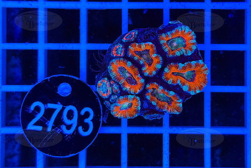 Acanthastrea lordhowensis | LPS Koralle | WYSIWYG