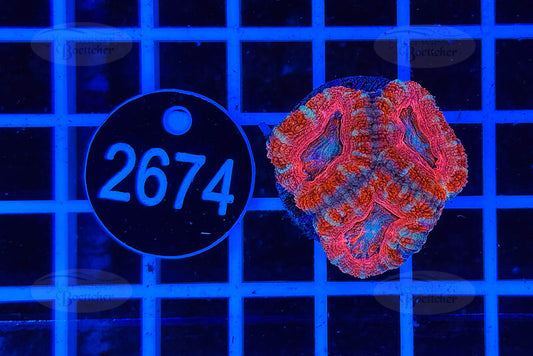 Acanthastrea lordhowensis | LPS Koralle | WYSIWYG