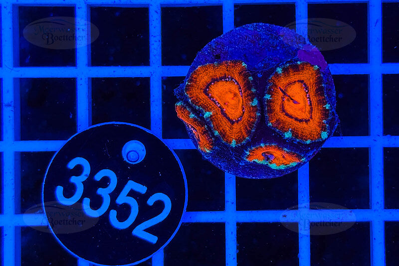 Acanthastrea lordhowensis | LPS Koralle | WYSIWYG