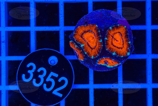 Acanthastrea lordhowensis | LPS Koralle | WYSIWYG