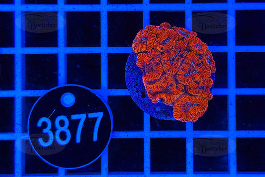 Acanthastrea lordhowensis | LPS Koralle | WYSIWYG