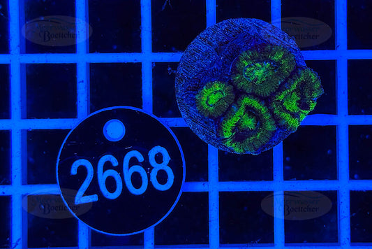 Acanthastrea lordhowensis | LPS Koralle | WYSIWYG