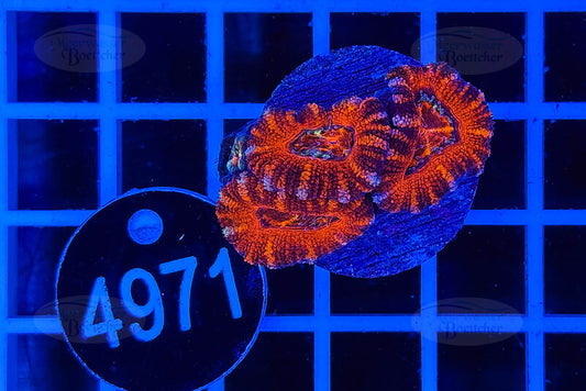 Acanthastrea lordhowensis | LPS Koralle | WYSIWYG