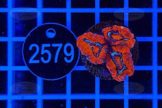 Acanthastrea lordhowensis | LPS Koralle | WYSIWYG