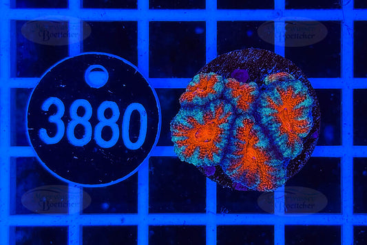 Acanthastrea lordhowensis | LPS Koralle | WYSIWYG