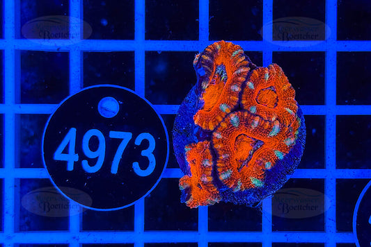 Acanthastrea lordhowensis | LPS Koralle | WYSIWYG