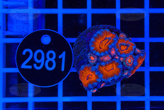 Acanthastrea lordhowensis | LPS Koralle | WYSIWYG