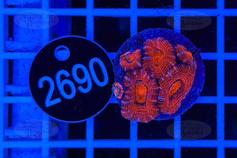 Acanthastrea lordhowensis | LPS Koralle | WYSIWYG