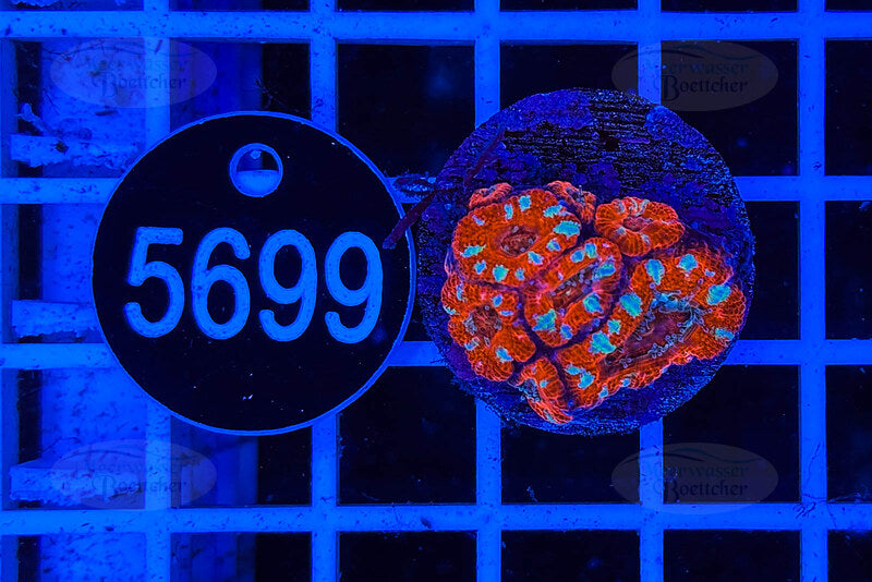 Acanthastrea lordhowensis | LPS Koralle | WYSIWYG