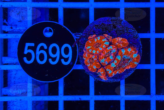 Acanthastrea lordhowensis | LPS Koralle | WYSIWYG