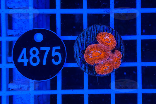 Acanthastrea lordhowensis | LPS Koralle | WYSIWYG