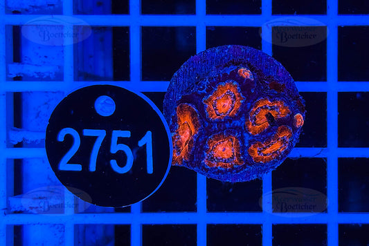 Acanthastrea lordhowensis | LPS Koralle | WYSIWYG