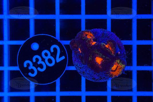 Acanthastrea lordhowensis | LPS Koralle | WYSIWYG