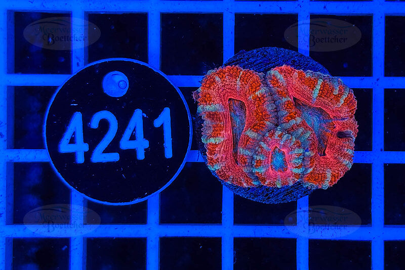 Acanthastrea lordhowensis | LPS Koralle | WYSIWYG