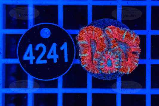 Acanthastrea lordhowensis | LPS Koralle | WYSIWYG