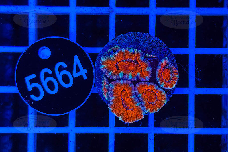 Acanthastrea lordhowensis | LPS Koralle | WYSIWYG