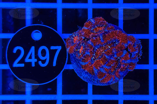 Acanthastrea lordhowensis | LPS Koralle | WYSIWYG