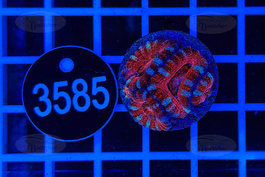 Acanthastrea lordhowensis | LPS Koralle | WYSIWYG