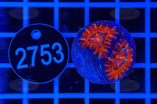 Acanthastrea lordhowensis | LPS Koralle | WYSIWYG