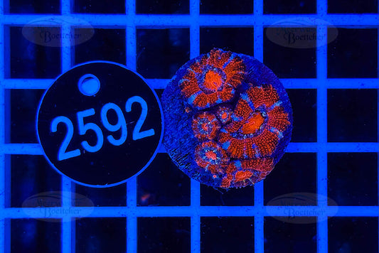 Acanthastrea lordhowensis | LPS Koralle | WYSIWYG