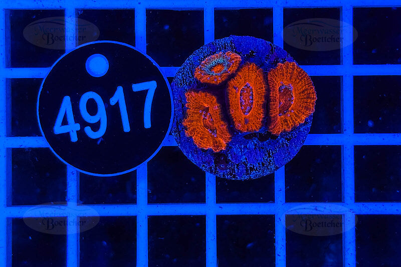 Acanthastrea lordhowensis | LPS Koralle | WYSIWYG