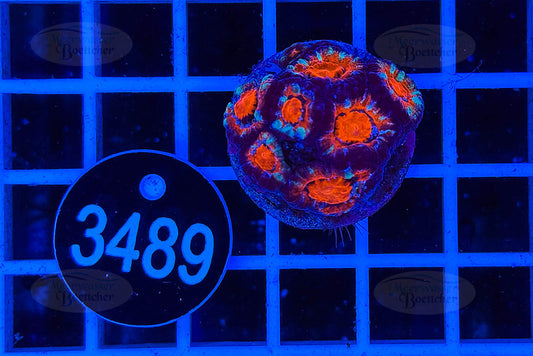 Acanthastrea lordhowensis | LPS Koralle | WYSIWYG