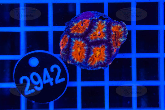 Acanthastrea lordhowensis | LPS Koralle | WYSIWYG