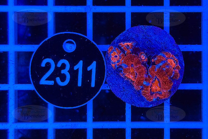 Acanthastrea lordhowensis | LPS Koralle | WYSIWYG