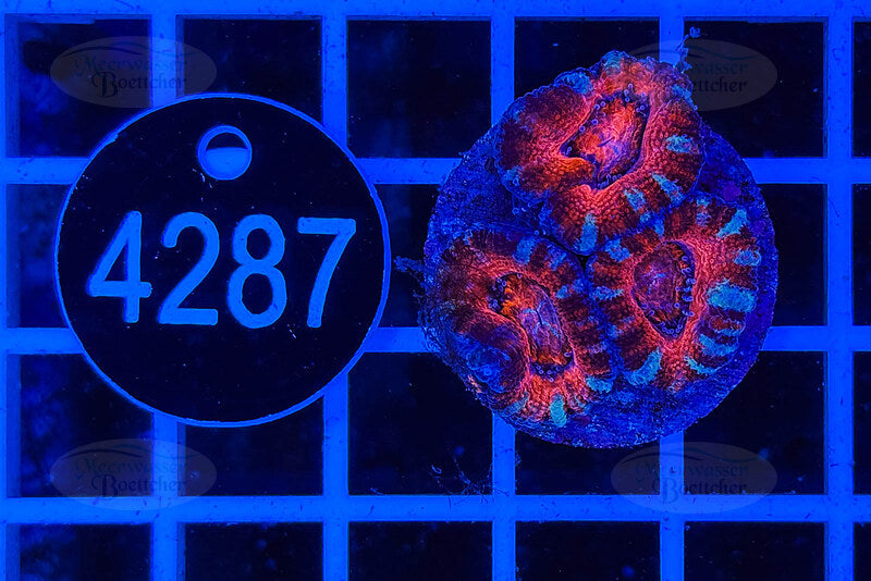 Acanthastrea lordhowensis | LPS Koralle | WYSIWYG