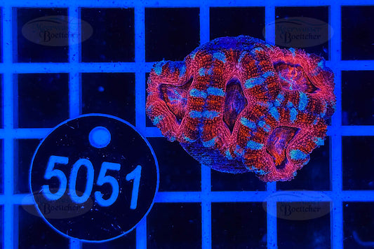 Acanthastrea lordhowensis | LPS Koralle | WYSIWYG