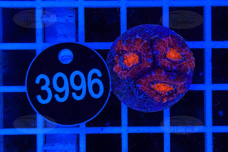 Acanthastrea lordhowensis | LPS Koralle | WYSIWYG