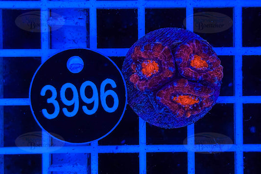 Acanthastrea lordhowensis | LPS Koralle | WYSIWYG