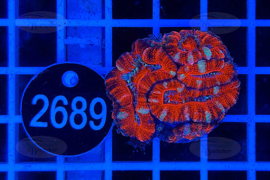 Acanthastrea lordhowensis | LPS Koralle | WYSIWYG