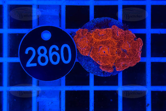 Acanthastrea lordhowensis | LPS Koralle | WYSIWYG