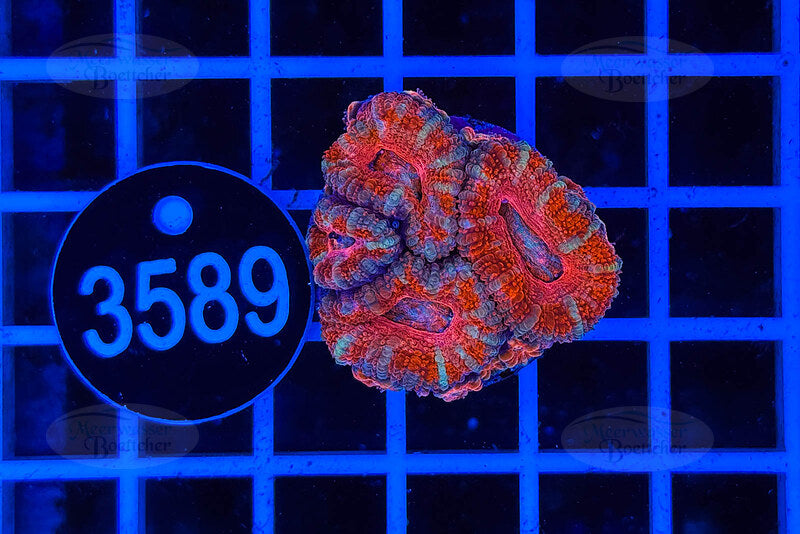 Acanthastrea lordhowensis | LPS Koralle | WYSIWYG