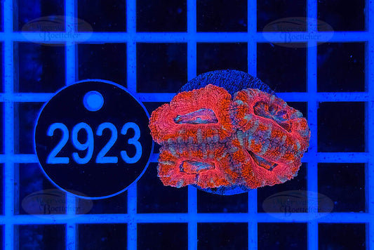 Acanthastrea lordhowensis | LPS Koralle | WYSIWYG