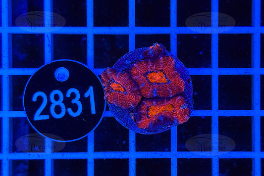 Acanthastrea lordhowensis | LPS Koralle | WYSIWYG