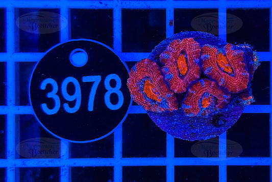 Acanthastrea lordhowensis | LPS Koralle | WYSIWYG