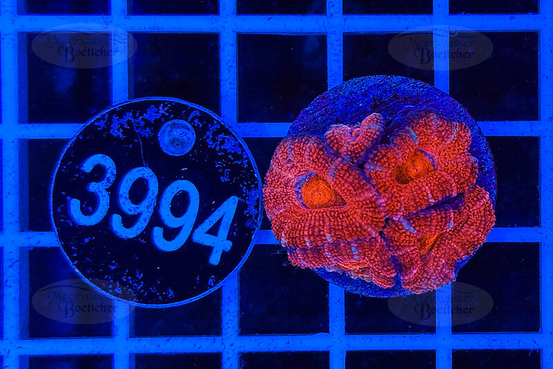 Acanthastrea lordhowensis | LPS Koralle | WYSIWYG