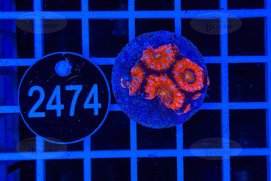 Acanthastrea lordhowensis | LPS Koralle | WYSIWYG