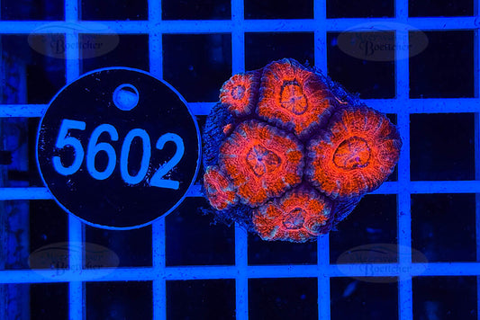 Acanthastrea lordhowensis | LPS Koralle | WYSIWYG