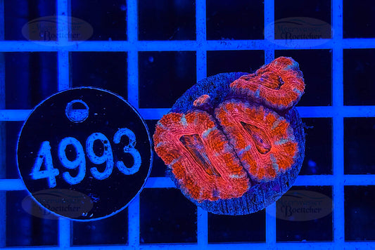 Acanthastrea lordhowensis | LPS Koralle | WYSIWYG