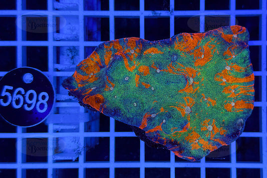 Echinophyllia sp. – Rainbow Morph | LPS Koralle | WYSIWYG