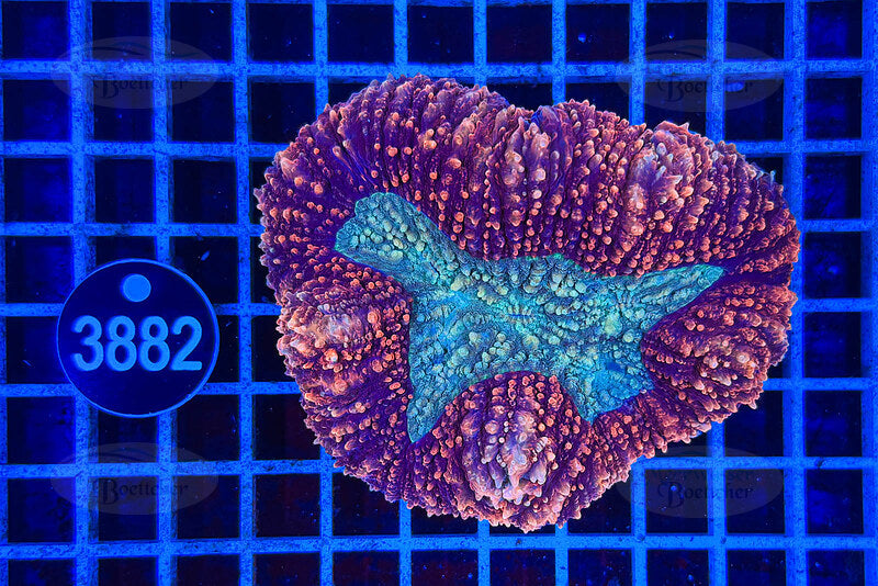 Lobophyllia | LPS Koralle | WYSIWYG