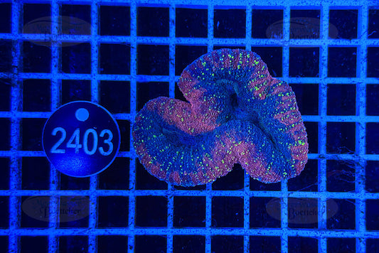 Lobophyllia | LPS Koralle | WYSIWYG