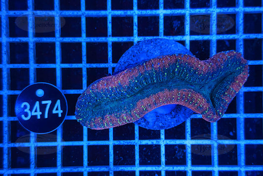 Lobophyllia | LPS Koralle | WYSIWYG