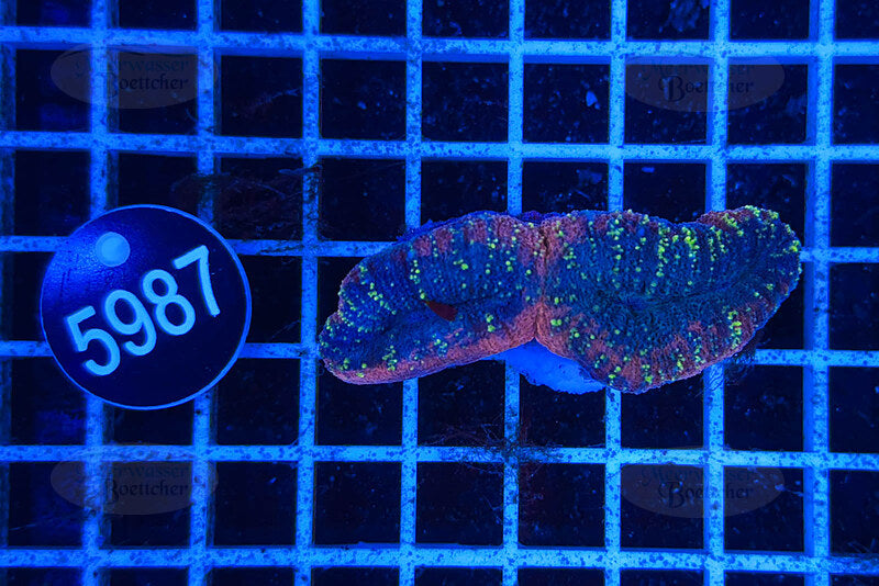 Lobophyllia | Corail LPS | WYSIWYG