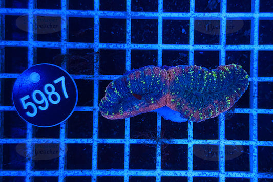 Lobophyllia | LPS Koralle | WYSIWYG