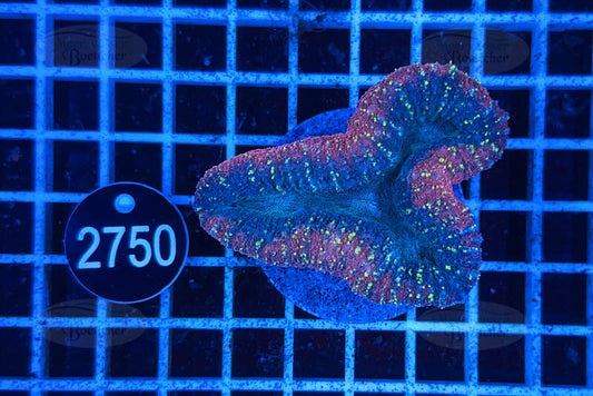 Lobophyllia | LPS Koralle | WYSIWYG